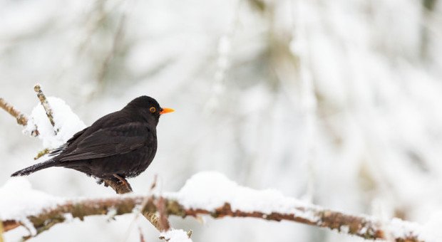 UP Meteo - Articoli Giorni della Merla a fine mese. Saranno davvero i più freddi?